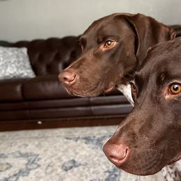 German Shorthaired Pointers from Mindy Dillon