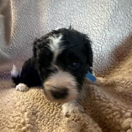 Boy 3 - Black and white male Sheepadoodle puppy in Eleva, Wisconsin from Molly’s Doodles
