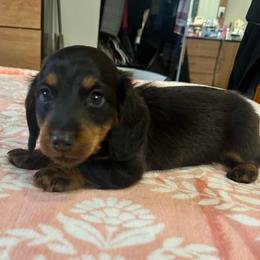 Ernie - Dapple male Dachshund puppy in Tulsa County, Oklahoma from Willow Creek Miniature Dachshunds