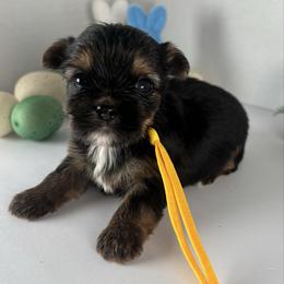 Yellow Boy - Black and tan male Yorkshire Terrier puppy in Dahalonega, Georgia from Country Dog Kennels.