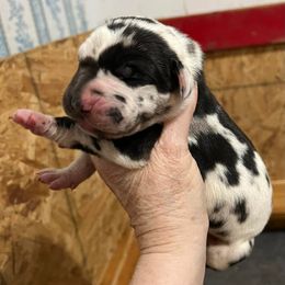 Great Danes from Little Horse Great Danes