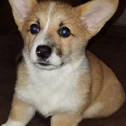 Pembroke Welsh Corgis from Stephanie Gratton's Pembroke Welsh Corgis