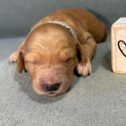 Pumpkin - Apricot male Goldendoodle puppy in Rochester, New York from Willowgreen Goldendoodles