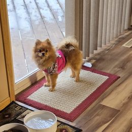 Maci - Pomeranian