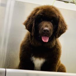 Newfoundland Puppies from Dyer Lake Newfoundland’s