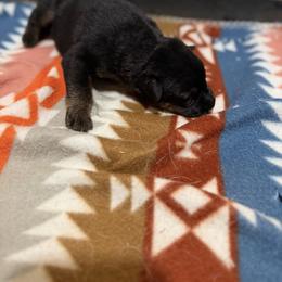 German Shepherd Puppies from Smithcoshepherds