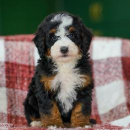 Andy - Tri-color male Bernedoodle puppy in Dundee, Ohio from Down Home Doodle
