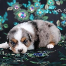 Everest - Blue merle male Australian Shepherd puppy in Herriman, Utah from Painted Blue Aussies