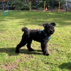 Jeune - Black male Pumi puppy in Seattle, Washington from MayaLu Dogs