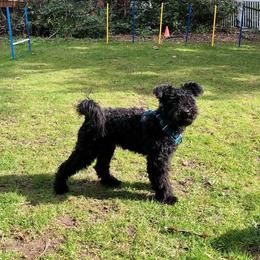 Jeune - Black male Pumi puppy in Seattle, Washington from MayaLu Dogs