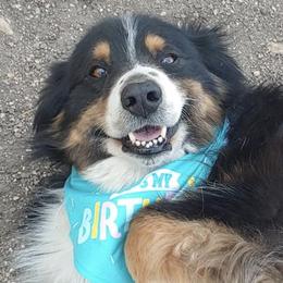Australian Shepherds from K/J Aussies