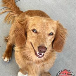 Duke - Dachshund