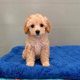 Surfer - Red  male Poodle puppy in Wharton, Texas from In the Red Poodles