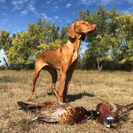 Vizslas from Wall Canyon Vizslas