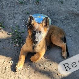 Red - Mahogany and black male Belgian Tervuren puppy in Merrill, Michigan from Reves Vifs Belgian Shepherds