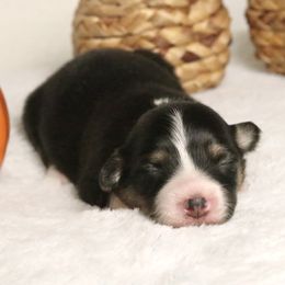Autumn (Fluffy) - Black and tan female American Corgi puppy in Fayetteville, Arkansas from Intergalactic Corgis