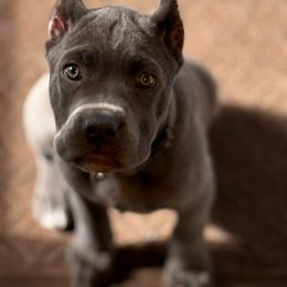 Cane Corso Puppies from Brandy’s Corso’s