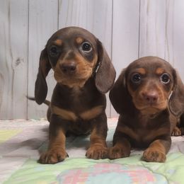 Dachshunds from Heartland Dachshunds of So IL