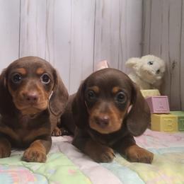 Dachshunds from Heartland Dachshunds of So IL