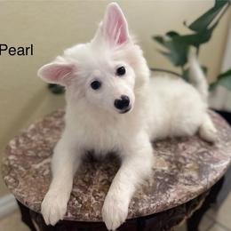 Pearl - White female American Eskimo Dog puppy in Hesperia, California from Bella's American Eskimos