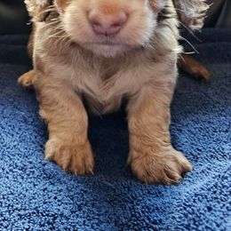 Violet - Cream female Dachshund puppy in Stillwater, Oklahoma from Shade Tree Dachshunds