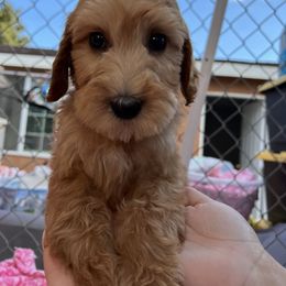 Goldendoodle, Maltipoo, and Poodle Puppies from doodles.puppes