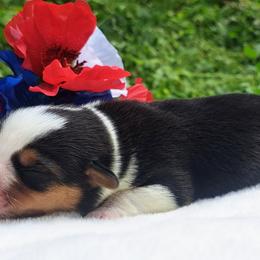 Girl 3 - female American Corgi puppy in Gouverneur, New York from St. Lawrence Corgis