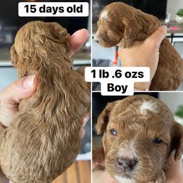Boy 4 - Red male Cavapoo puppy in Mc Connellsburg, Pennsylvania from Mumma’s Standard Poodles