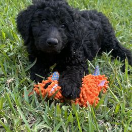 Goldendoodle Puppies from Muddy Acre Pups