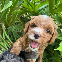 Blaze - Red male Cavapoo puppy in Hesperia, Michigan from Yankee Doodle Dogs