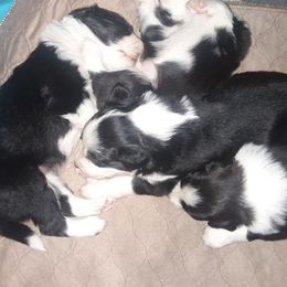 English Shepherd Puppies from ThreeDarkBays English Shepherds