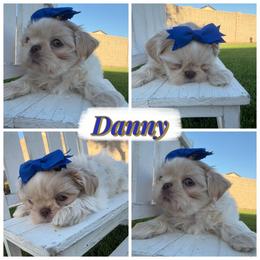 Danny - Cream and white male Shih Tzu puppy in Coolidge, Arizona from Shih Tzu’s  ‘N’ Love