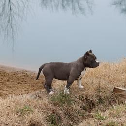 Dynasty Chapter 2 Aka Sweet Dee - Blue American Bully puppy in Dixon, Kentucky from Haymaker Bully Camp