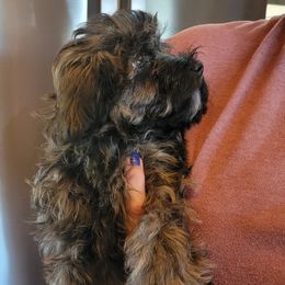 Miss Ruby - Silver sable female Havanese puppy in Manchester, Texas from Darrtfarms