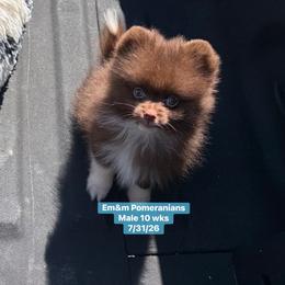 Choc boy 3000 no breeding rights - Chocolate male Pomeranian puppy in Kentucky from Em&M Pomeranians