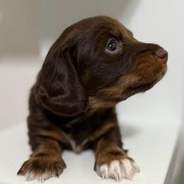 Chocolate - Chocolate and tan male Dachshund puppy in Buckeye, Arizona from Ryder's Roundup