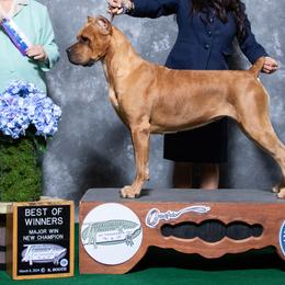 Cane Corso from Sabal Palm Cane Corso