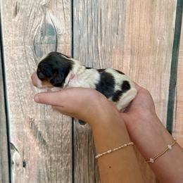 Pink - Tri-color female Cavapoo puppy in Calhoun, Georgia from Happy Top Doodles
