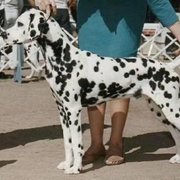 Easy - Dalmatian