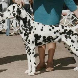 Easy - Dalmatian