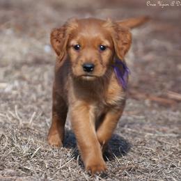 Eve's Purple Girl - Dark golden female Golden Retriever puppy in Idaho Falls, Idaho from Once Upon A Dream Kennels