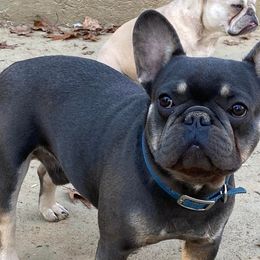 French Bulldogs and Yorkshire Terriers from Ivory Chenteyl