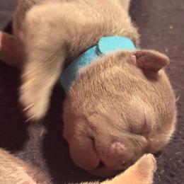 Blue Male - Blue male French Bulldog puppy in Republic, Missouri from Ritchie’s Frenchies