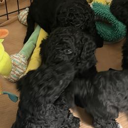 Goldendoodle Puppies from Yabba Dabba Doodles