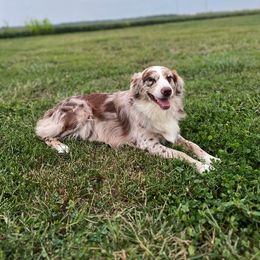 Sage - Australian Shepherd