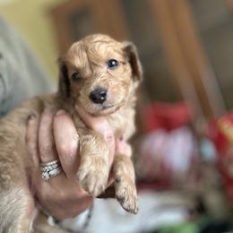 Nick - Sable male Goldendoodle puppy in Waynesboro, Virginia from Forest Creek Kennel