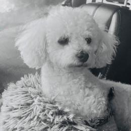 Sophie - Bichon Frise