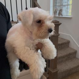 Male 3 - White male Miniature Schnauzer puppy in Seagoville, Texas from JC miniature schnauzers