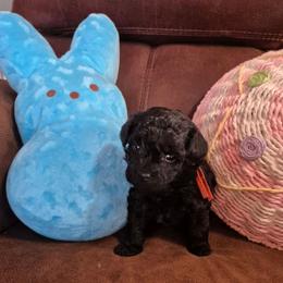 Abe - Black male Maltipoo puppy in Sidney, Maine from Snow Pond Farm