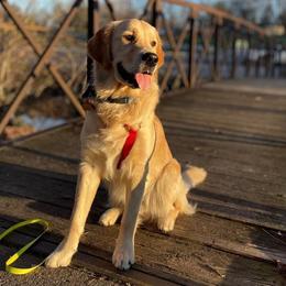 Golden Retriever Puppies from Rose n’ Thistle Farm